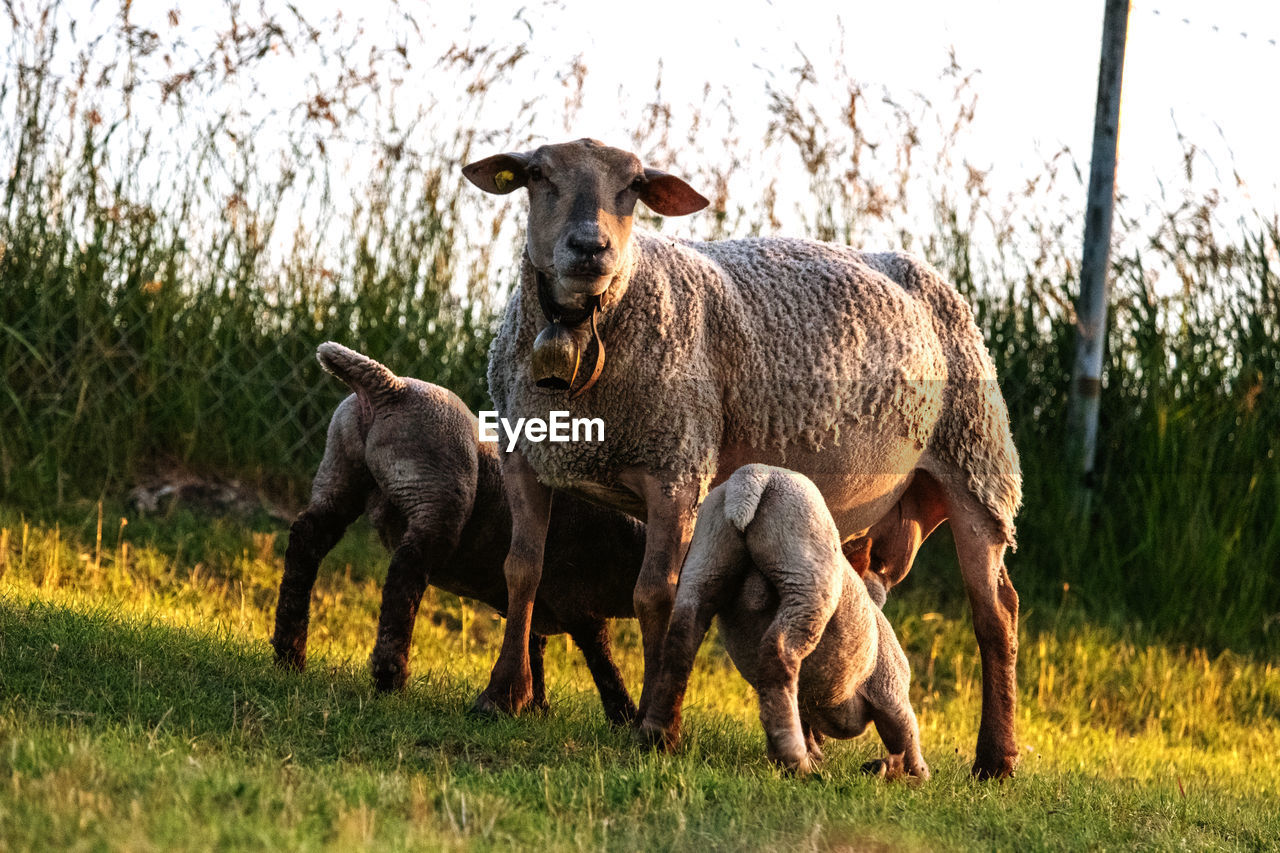 SHEEP IN A FARM