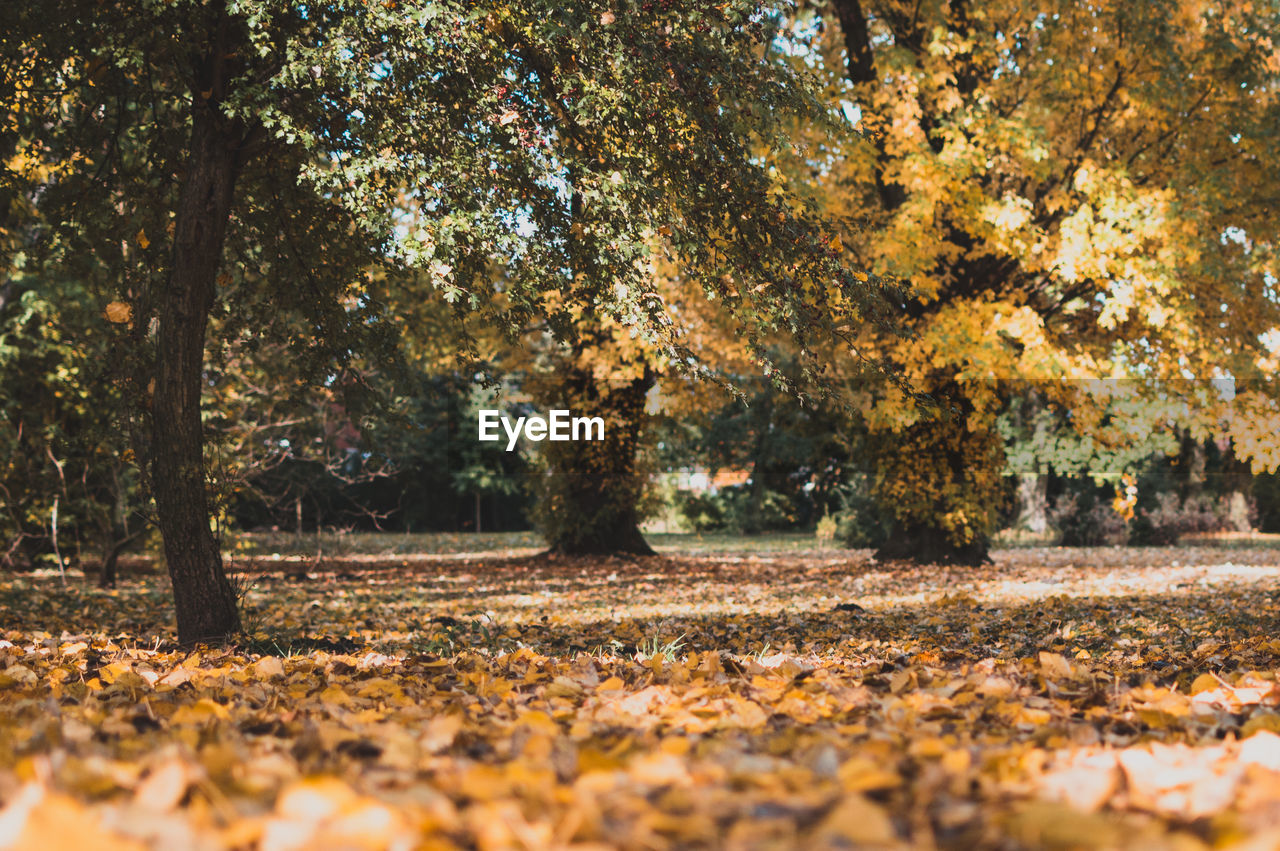 Trees in forest during autumn