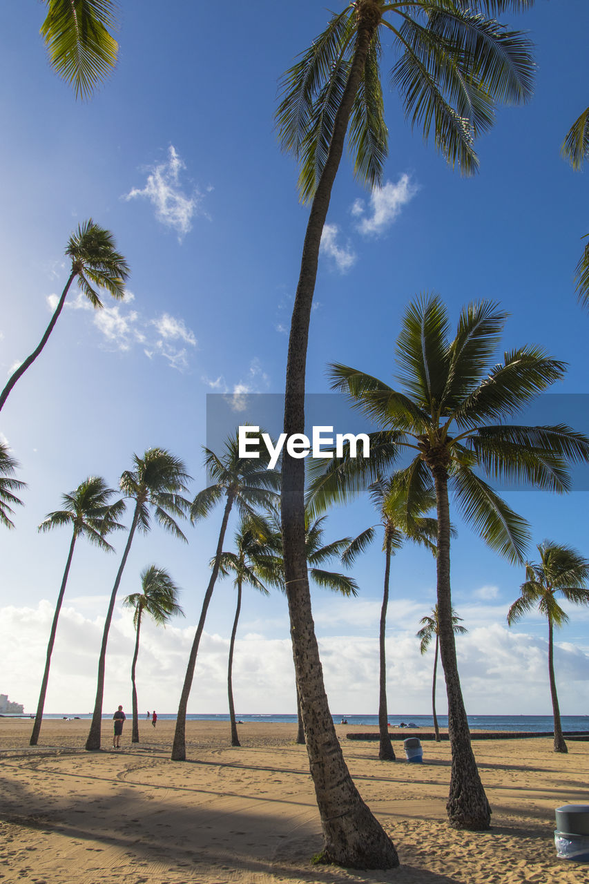 Palm trees on beach against sky