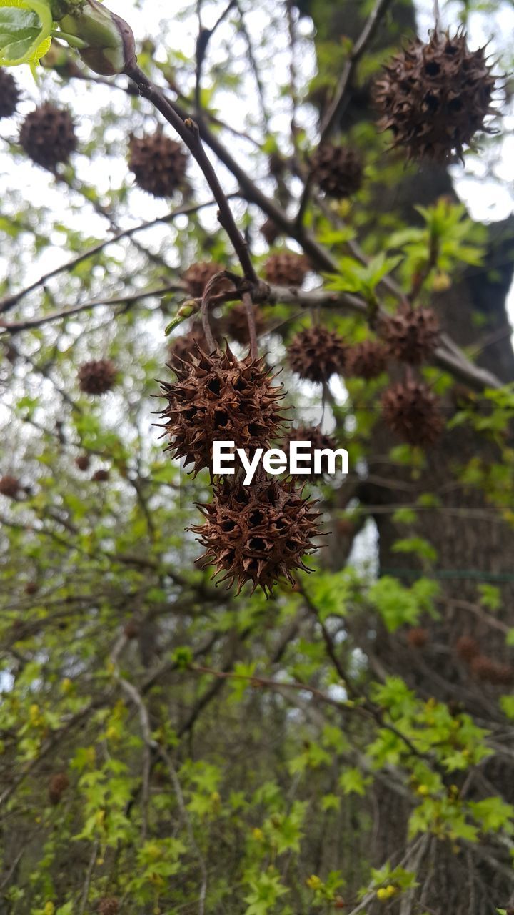 Low angle view of dry seeds on tree branches