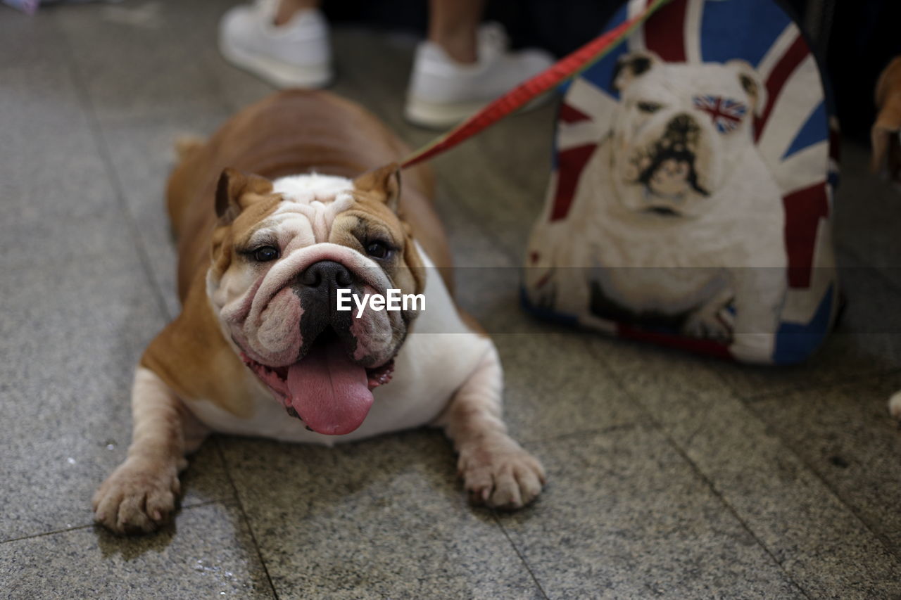 Close-up of american bulldog on the leash looking at the camera