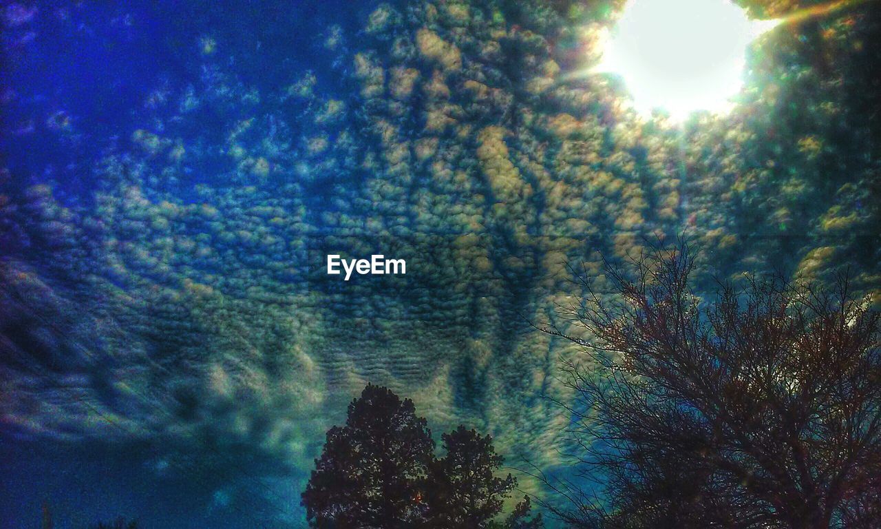 LOW ANGLE VIEW OF TREES AGAINST SKY