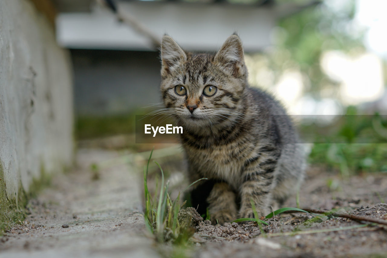 PORTRAIT OF TABBY CAT ON FOOTPATH