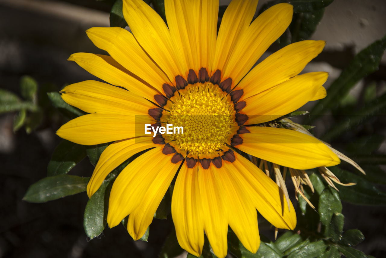 Close-up of yellow flower