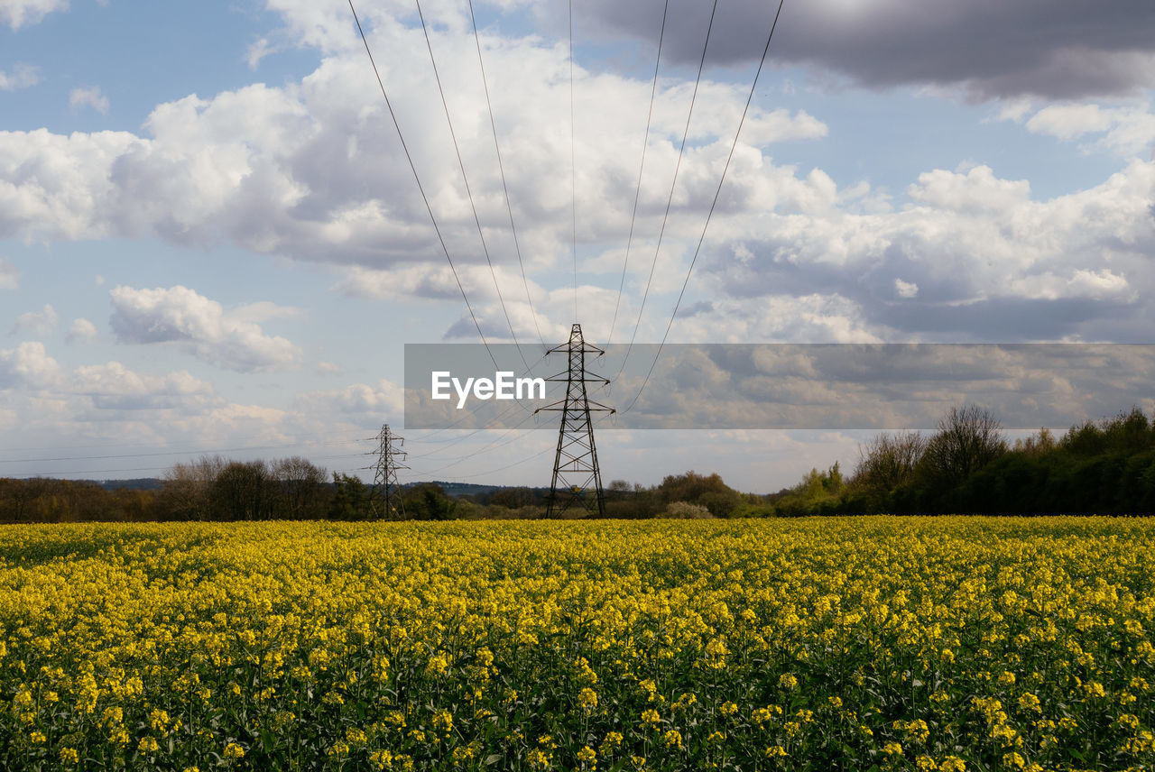 VIEW OF YELLOW FLOWERS ON FIELD