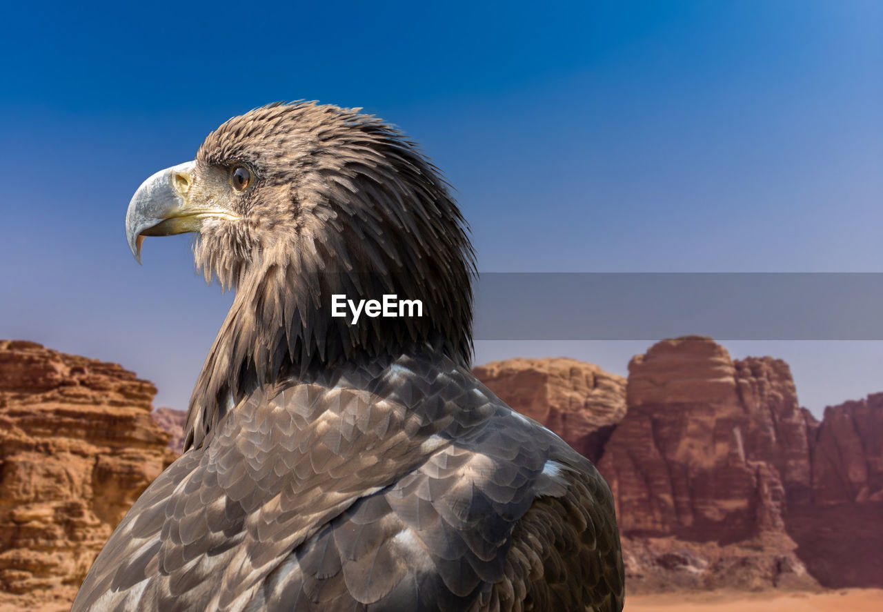 Portrait of a falcon  in front of the rocks of the desert wadi rum