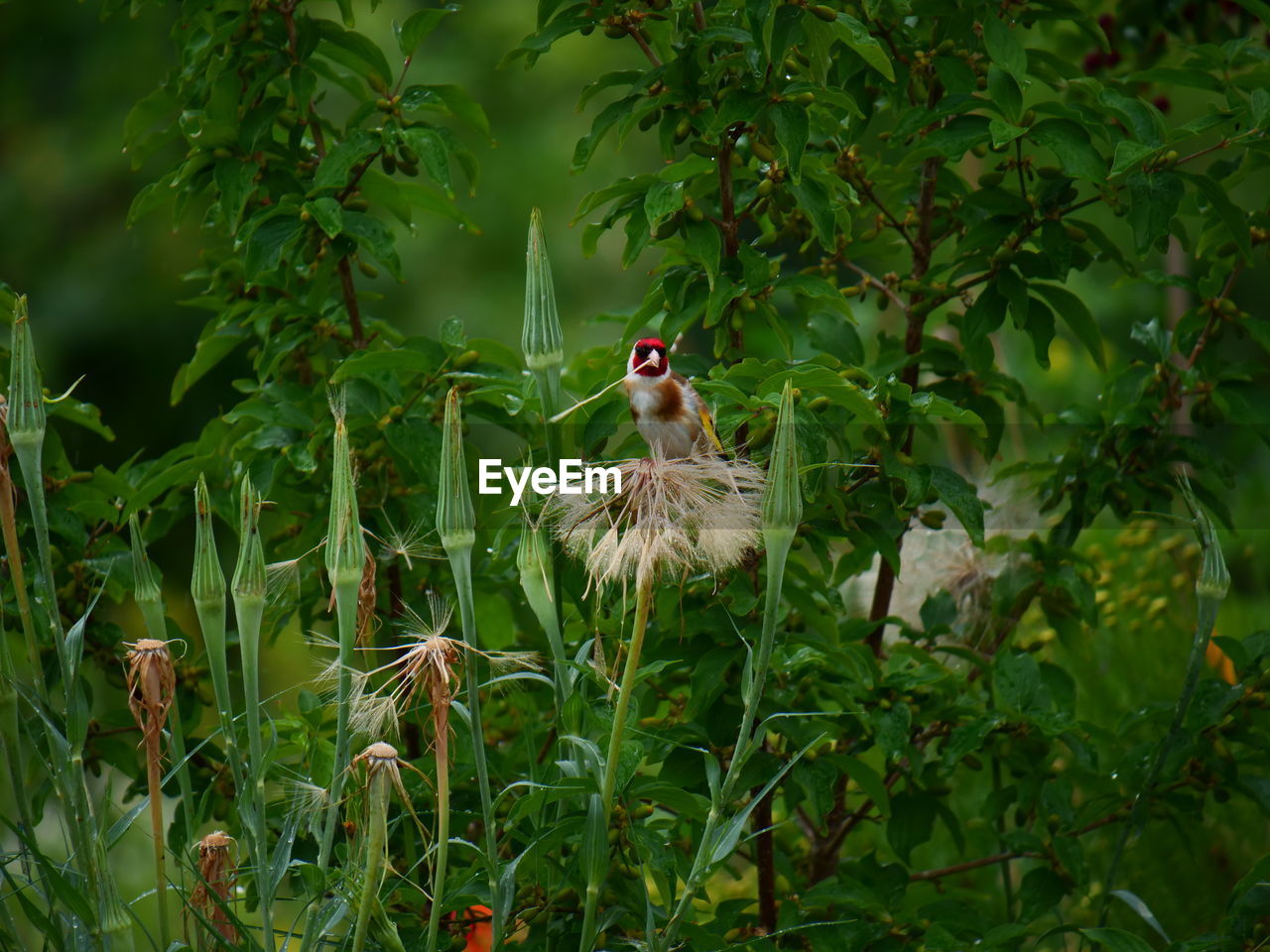 CLOSE-UP OF A BIRD IN A SUNLIGHT