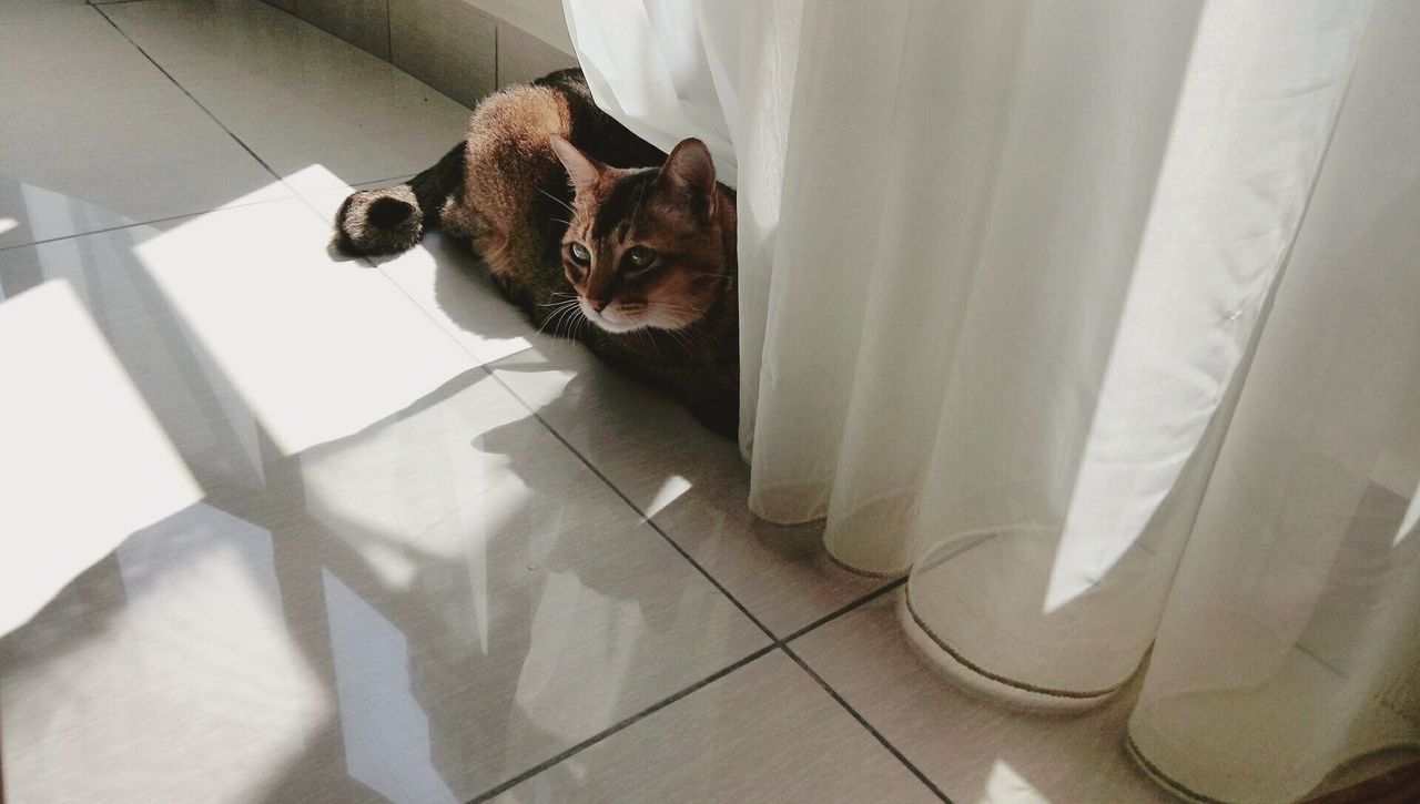 HIGH ANGLE VIEW OF DOG CAT IN BEDROOM