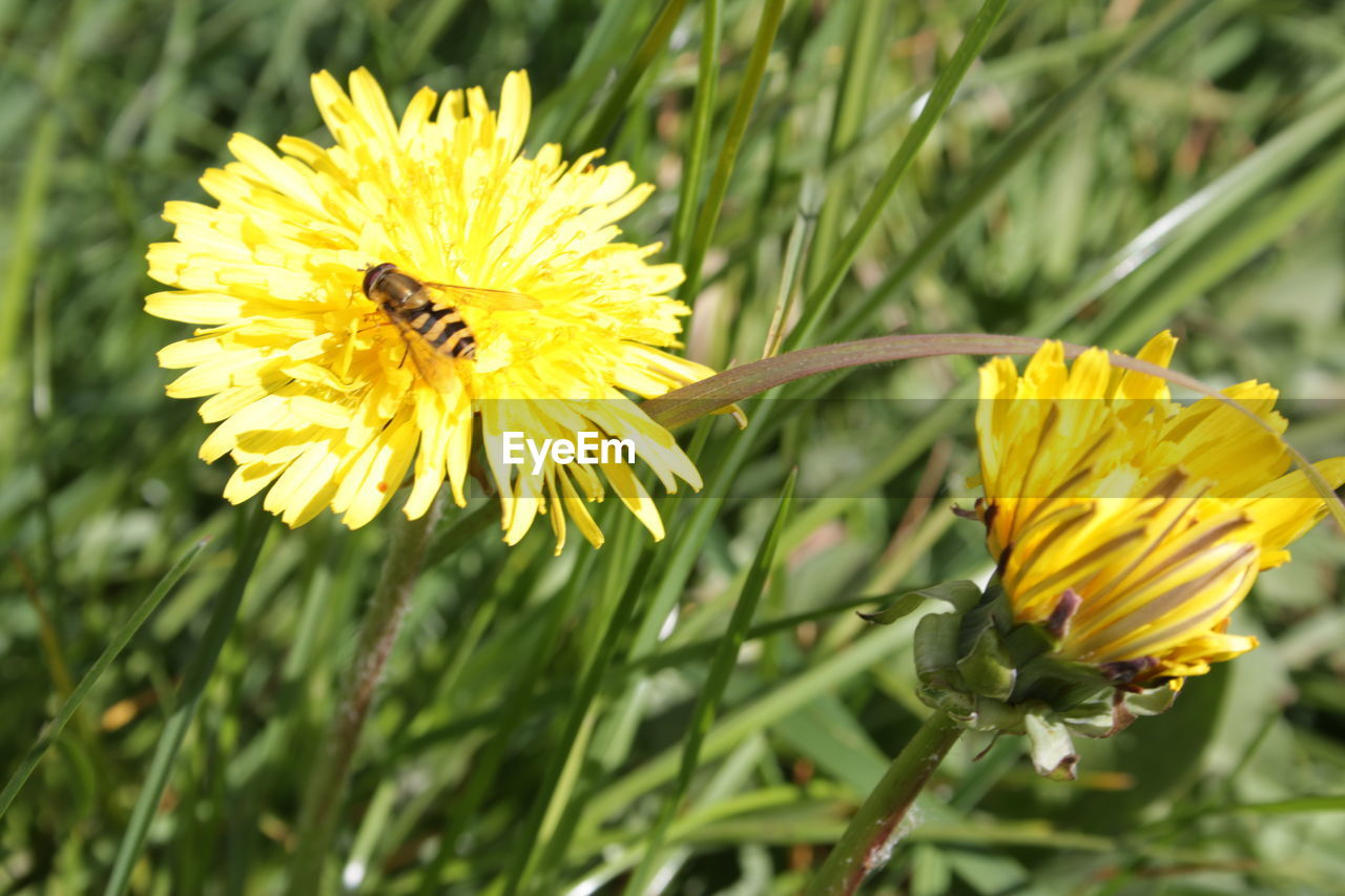 CLOSE-UP OF BEE POLLINATING YELLOW FLOWERS