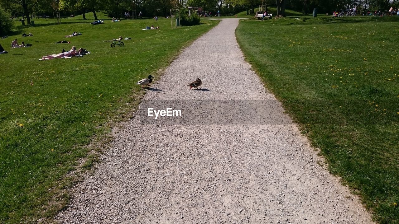 Birds on footpath amidst park