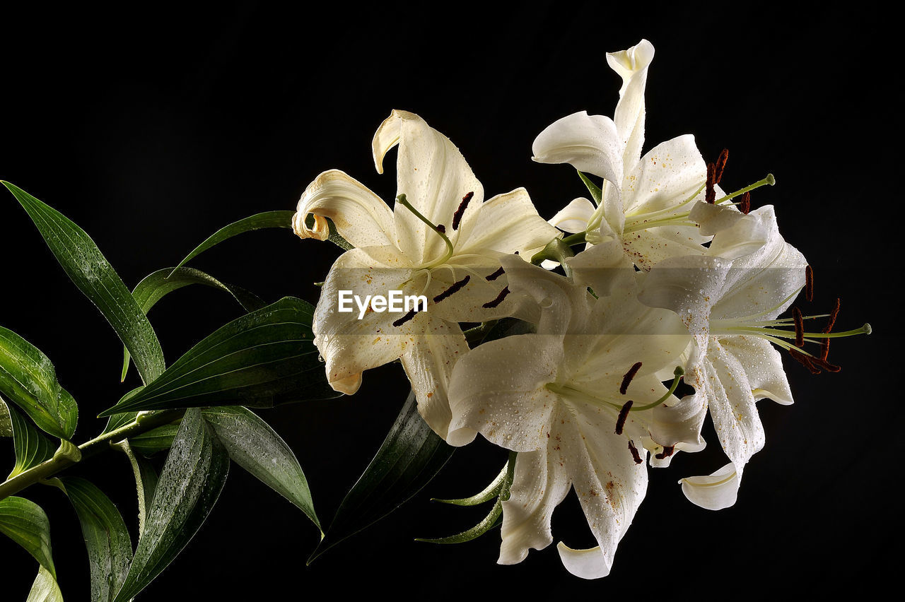 CLOSE-UP OF WHITE FLOWERING PLANT