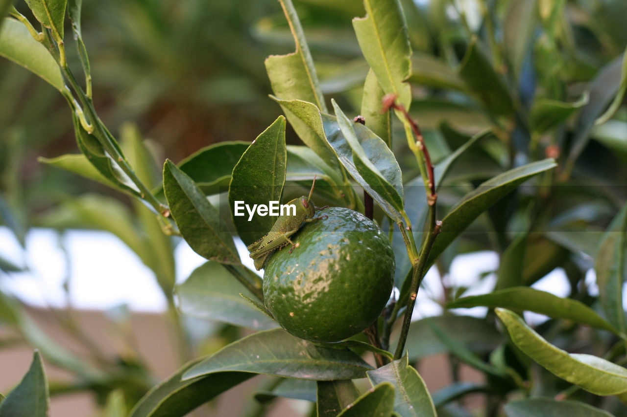 CLOSE-UP OF PARROT ON TREE