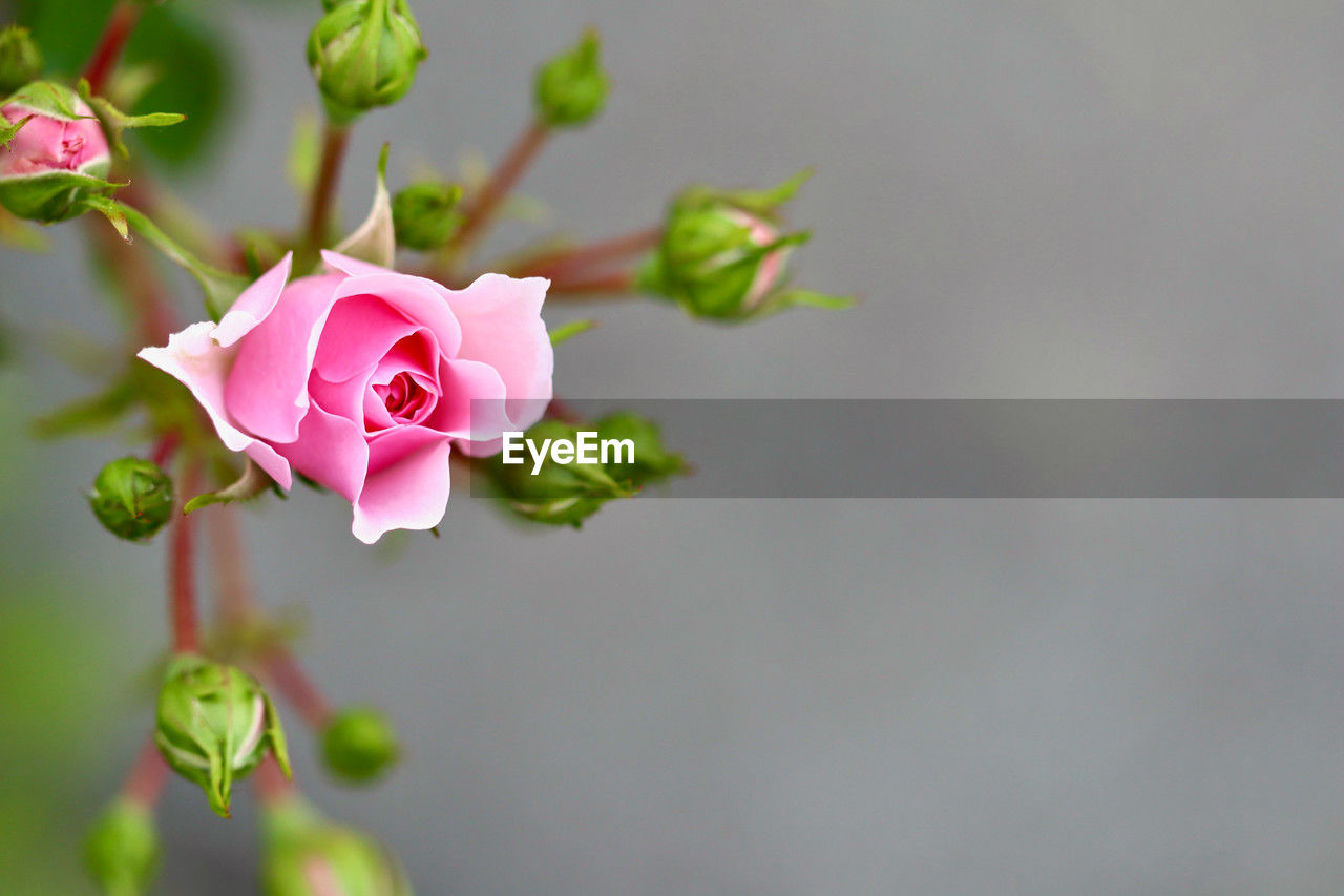 plant, flower, flowering plant, beauty in nature, pink, freshness, petal, nature, close-up, flower head, macro photography, fragility, inflorescence, rose, growth, no people, blossom, plant part, leaf, bud, springtime, copy space, green, focus on foreground, outdoors, tree, branch