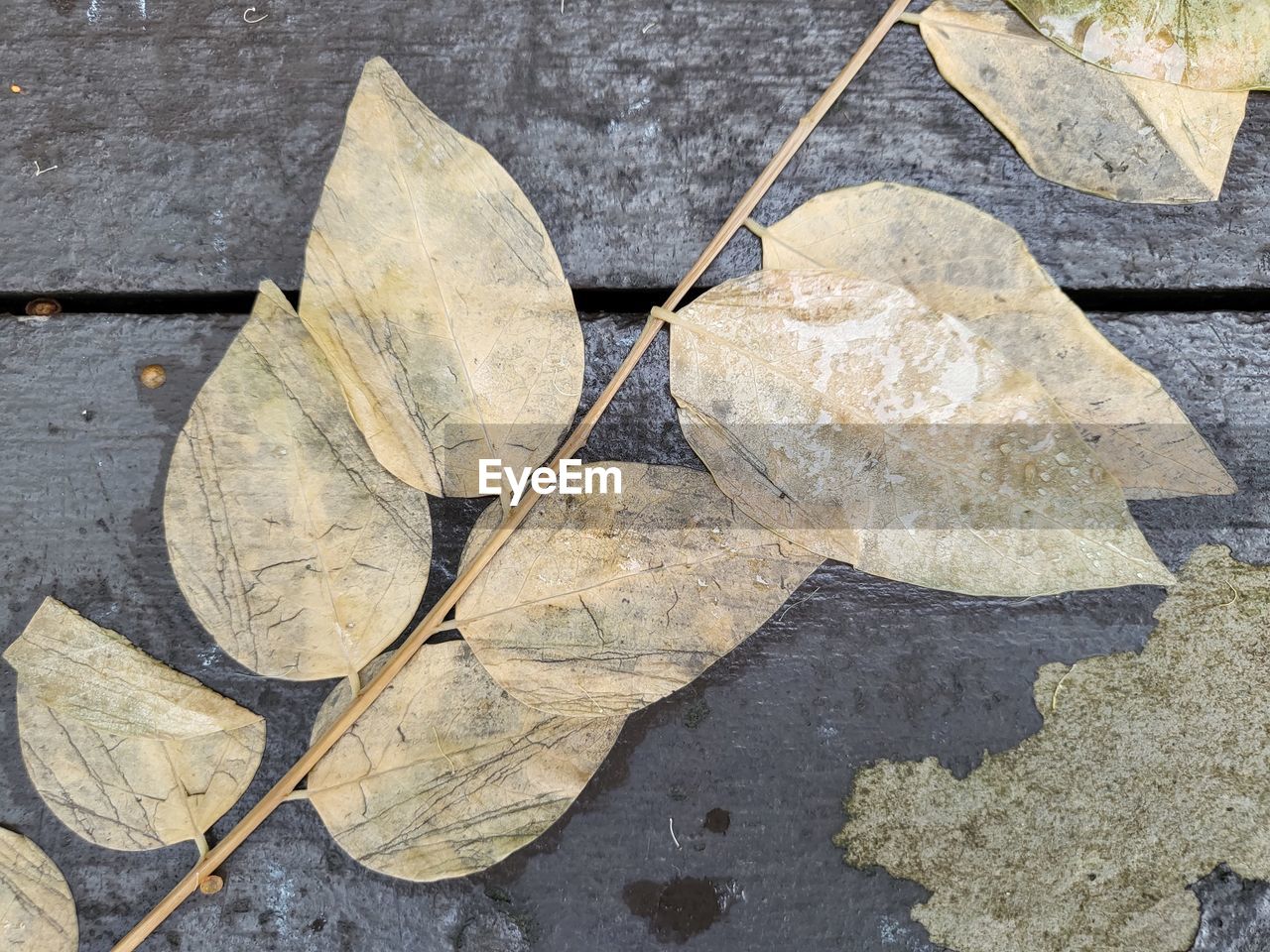 HIGH ANGLE VIEW OF LEAF ON WOOD