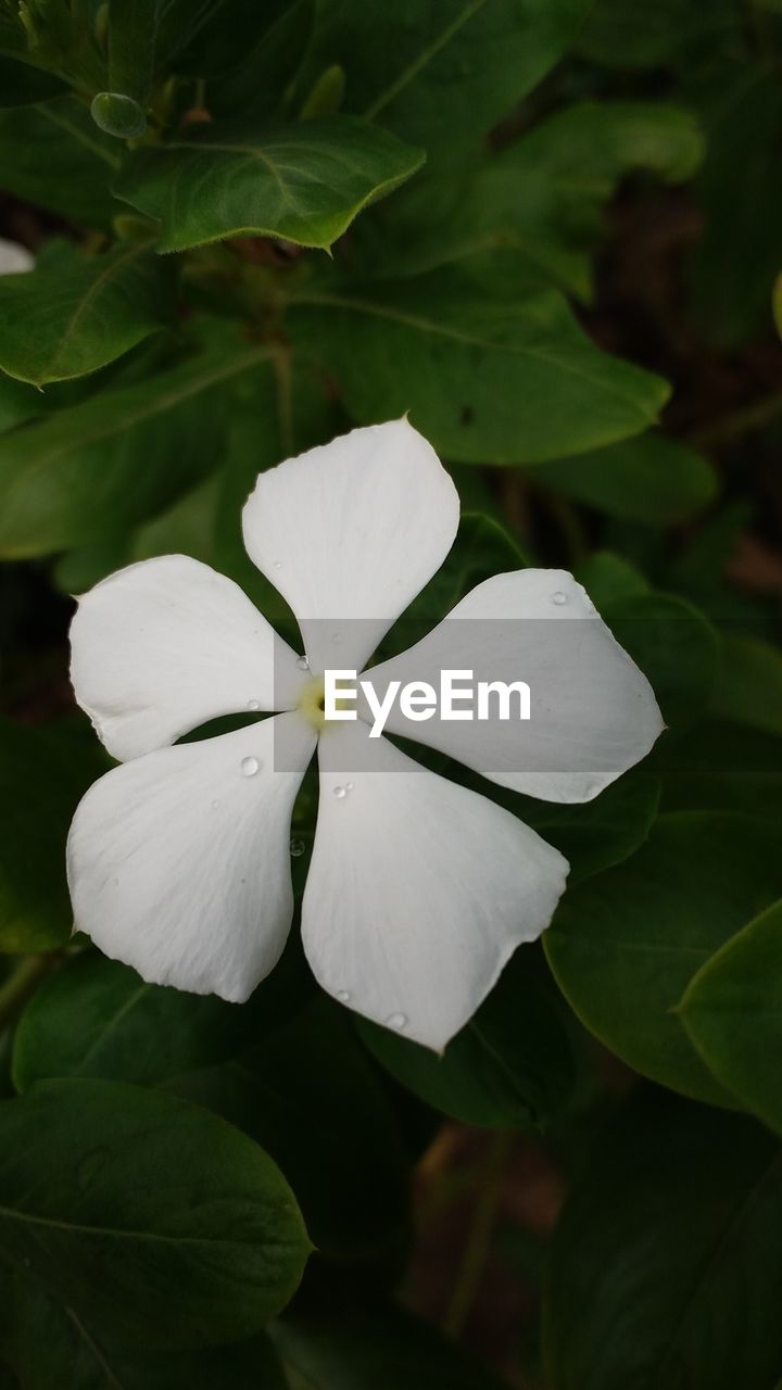 Close-up of white periwinkle blooming outdoors