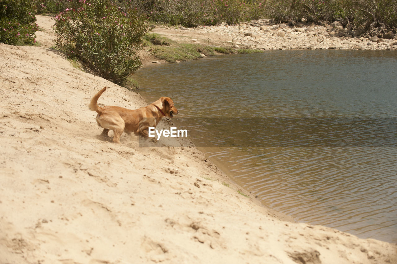 animal, animal themes, one animal, mammal, dog, pet, domestic animals, canine, land, beach, sand, nature, water, no people, day, brown, running, sunlight, outdoors, high angle view