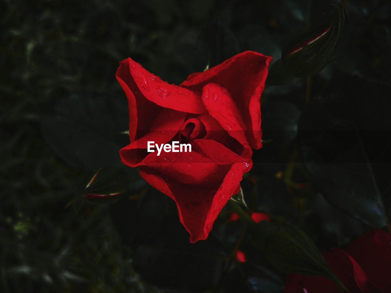 CLOSE-UP OF RED ROSE ON LEAF