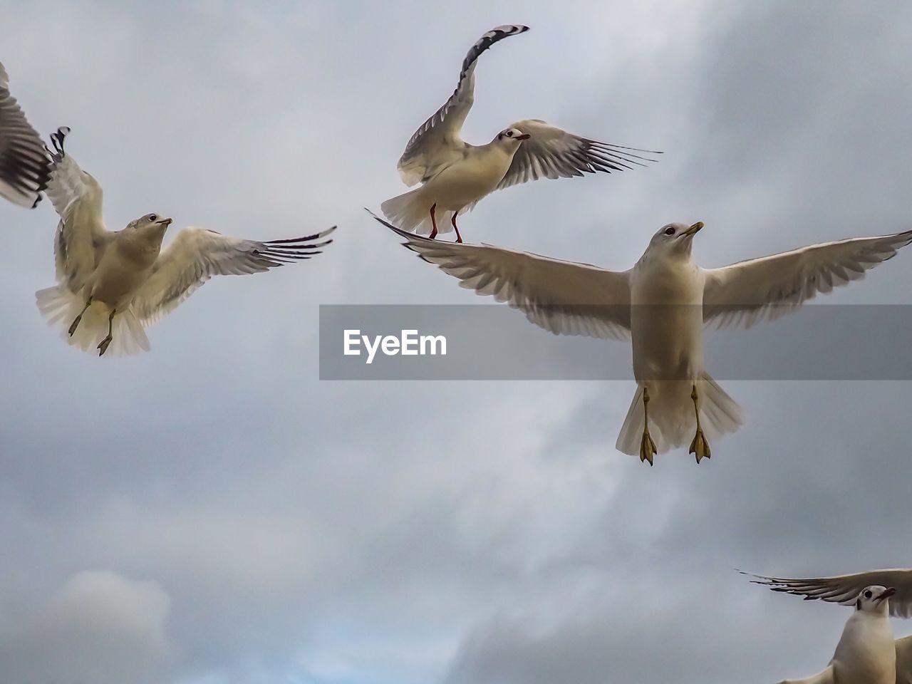 LOW ANGLE VIEW OF SEAGULLS AGAINST SKY