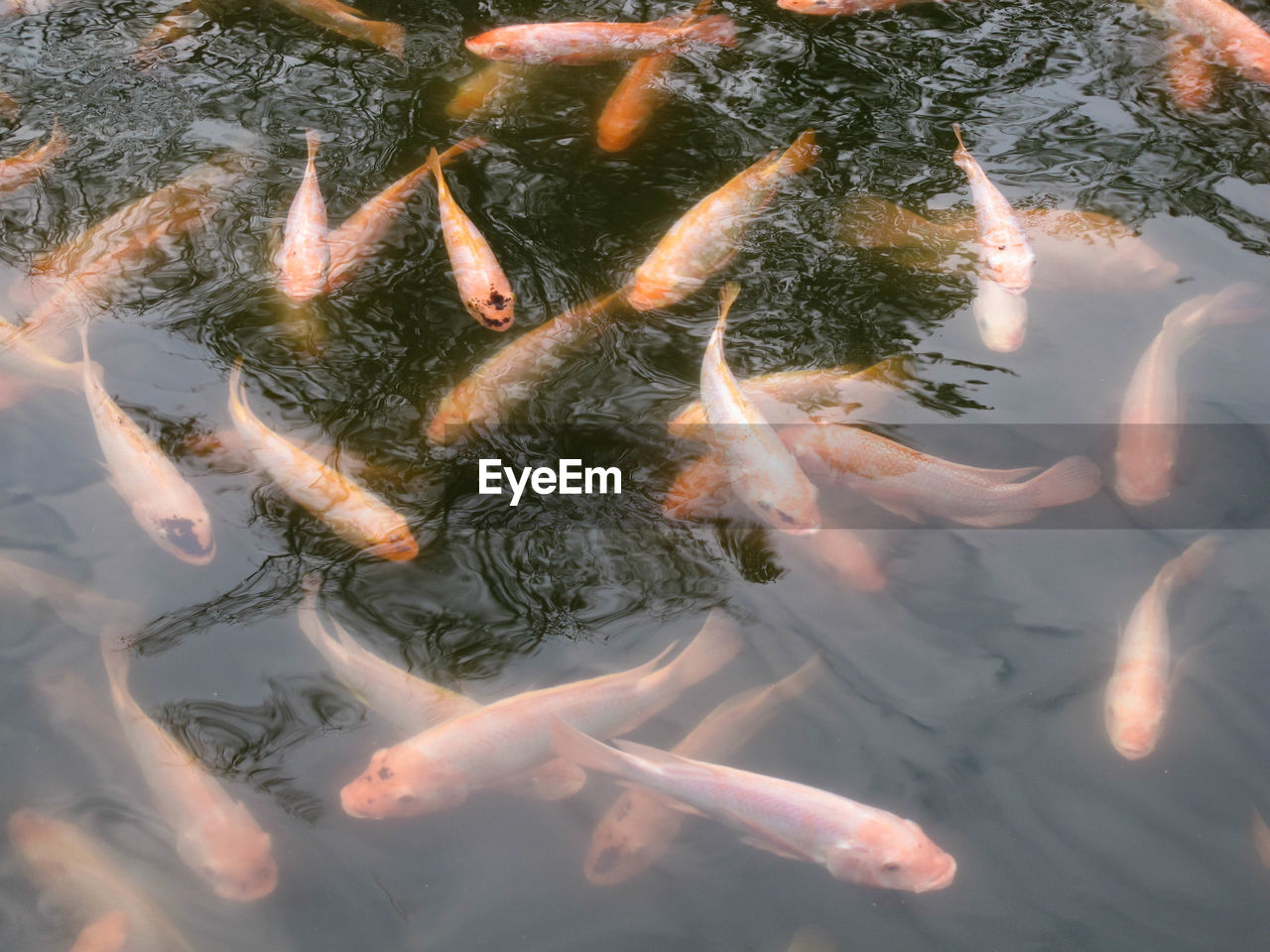 High angle view of koi carps swimming in lake