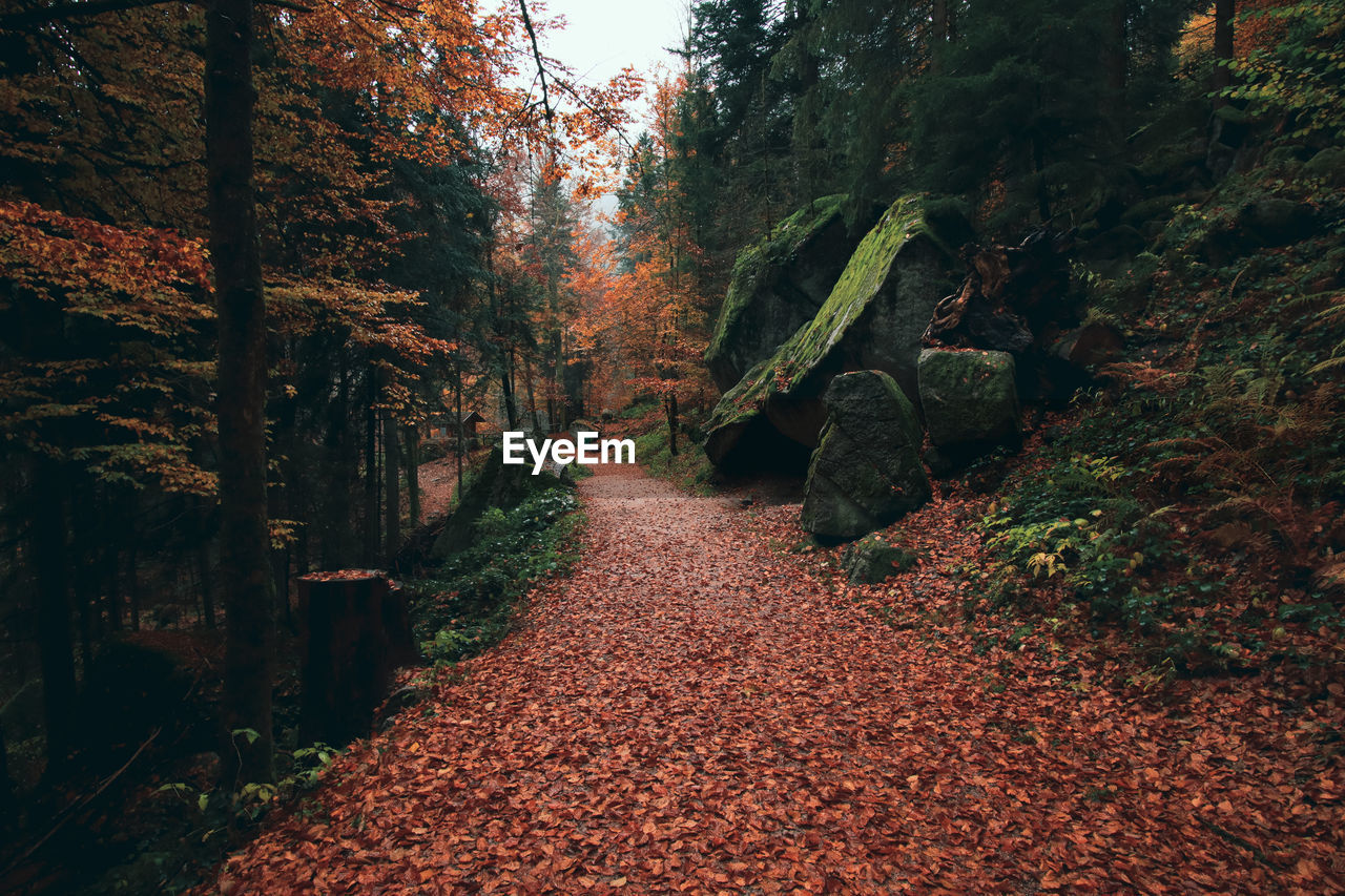 FOOTPATH AMIDST TREES DURING AUTUMN