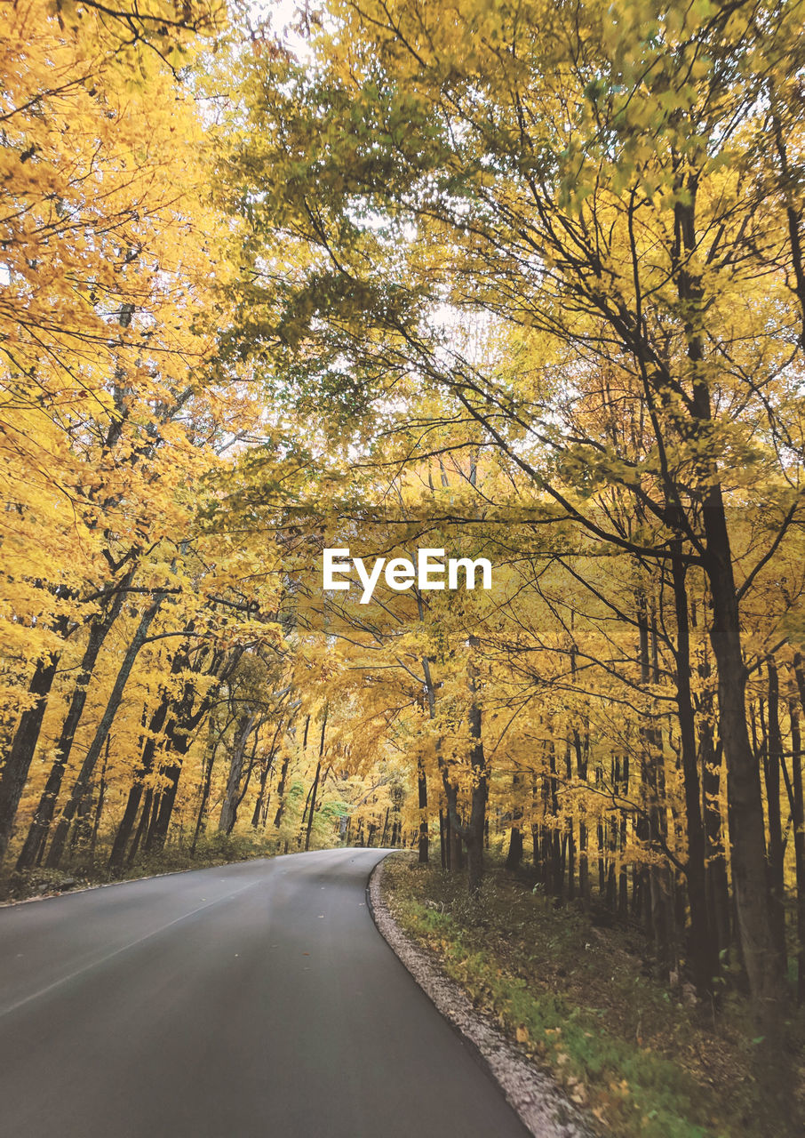 Road amidst trees during autumn