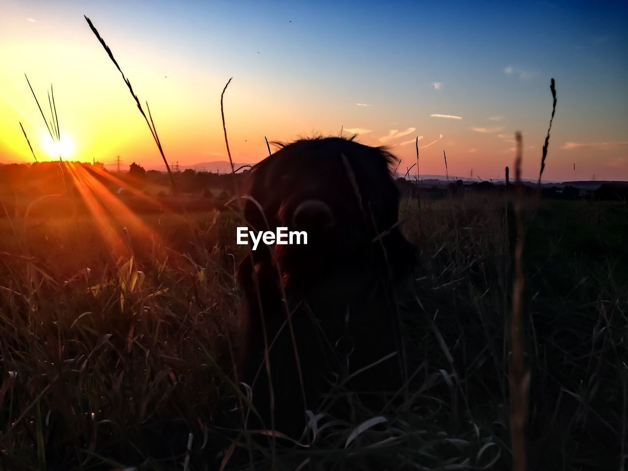 Labradoodle on field against sky during sunset