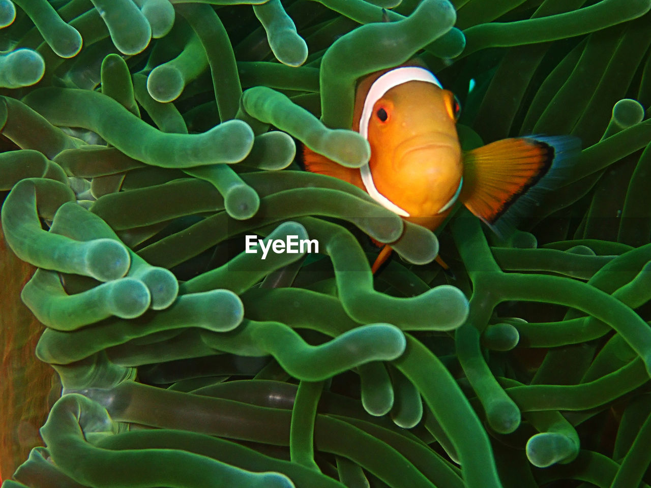 Close-up of fish by anemone