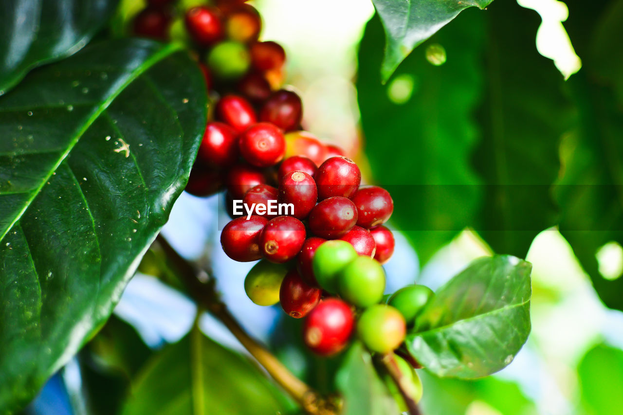 Close-up of red berries growing on tree