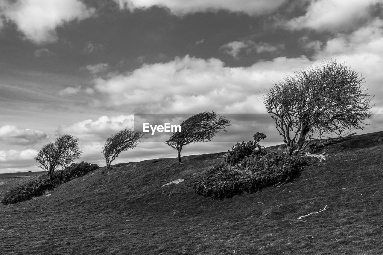 Trees on field against cloudy sky