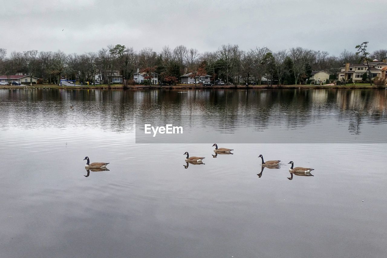 VIEW OF BIRDS IN CALM LAKE