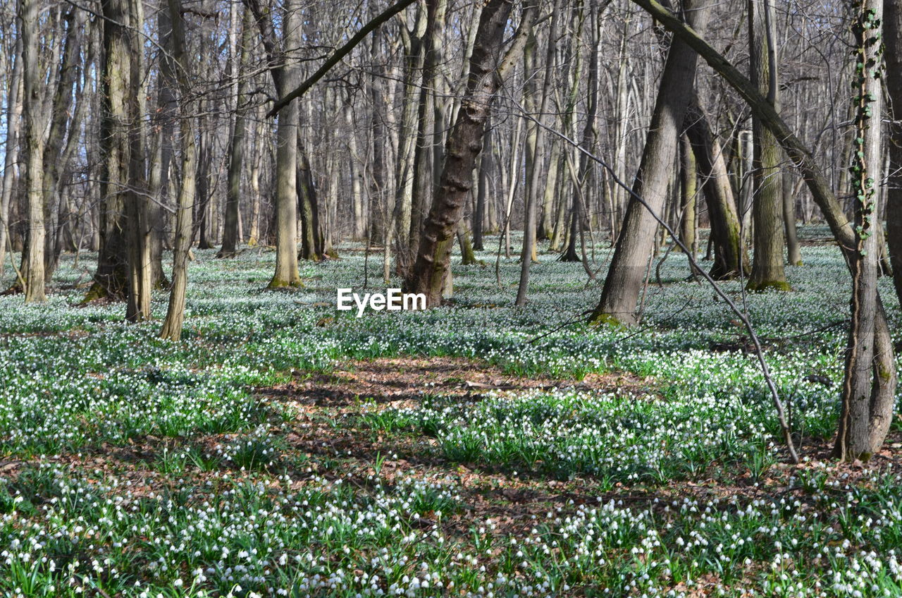 SCENIC VIEW OF TREES GROWING ON FIELD