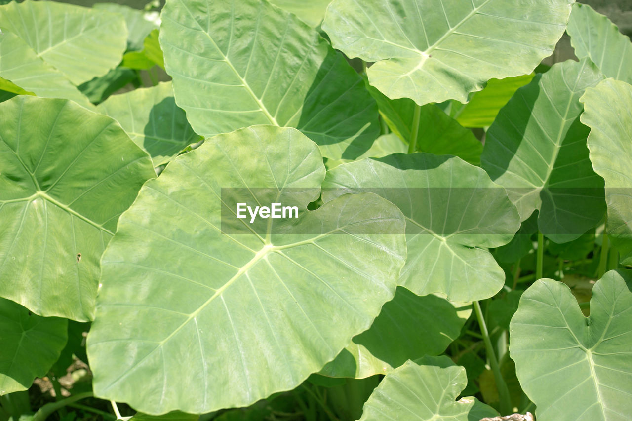 HIGH ANGLE VIEW OF LEAVES