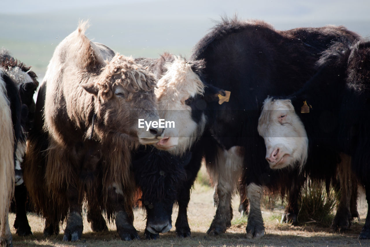 Cows standing on field