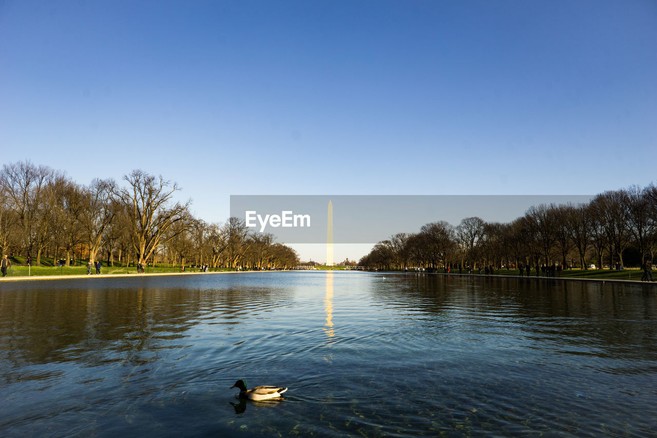 Mallard duck swimming in lake with washington monument in background