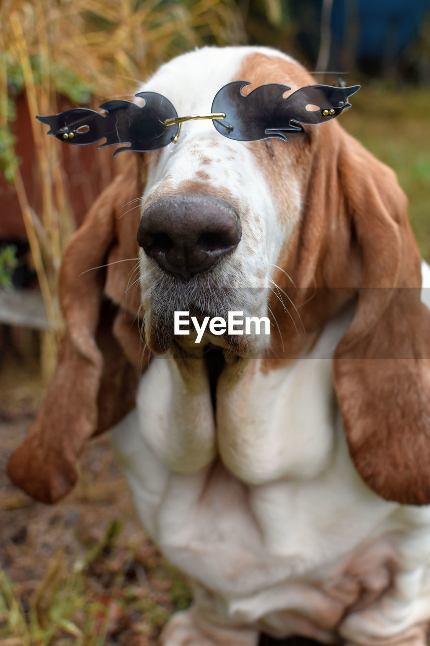 Close-up of dog wearing glasses 