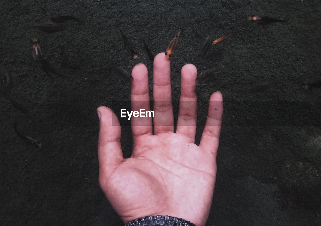 Cropped hand of man by fish in lake