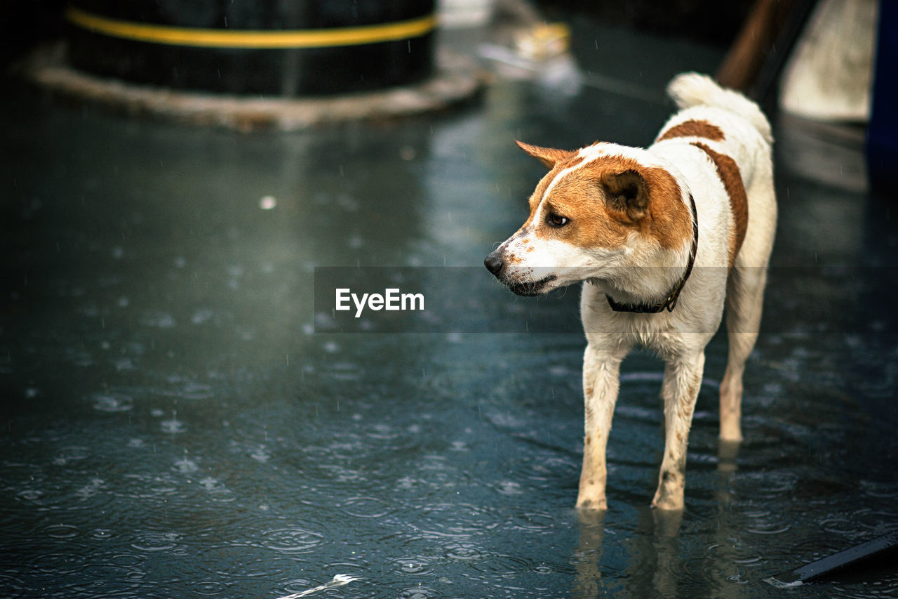 Dog standing in water