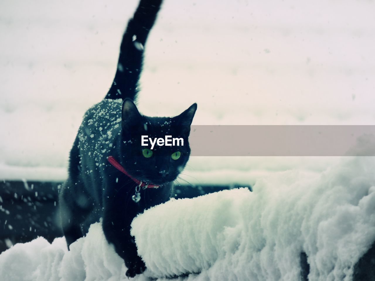 Portrait of a cat on snow