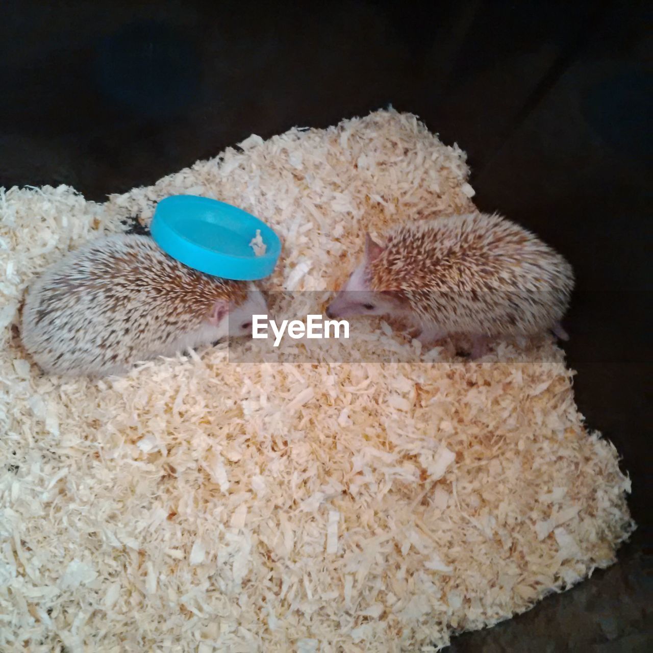 High angle view of hedgehogs on wood shavings