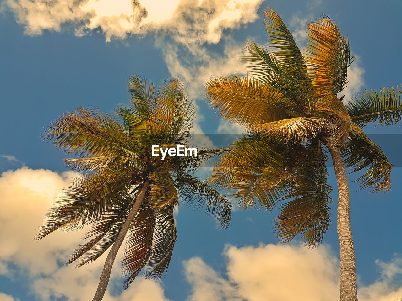 LOW ANGLE VIEW OF COCONUT PALM TREES AGAINST SKY