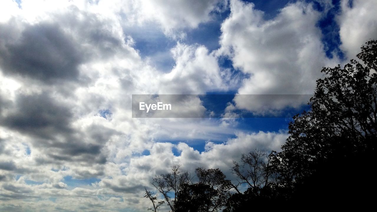 LOW ANGLE VIEW OF TREES AGAINST CLOUDY SKY