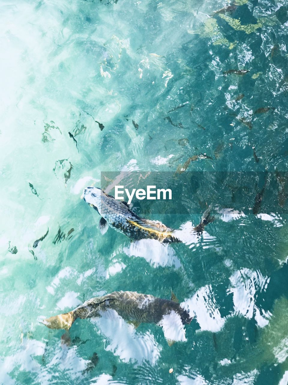 High angle view of fish swimming in sea