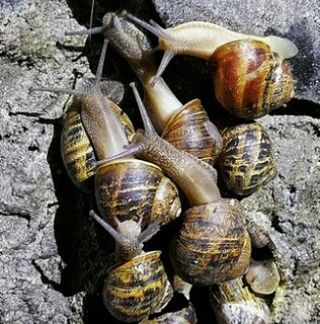 CLOSE-UP OF SNAIL ON GROUND