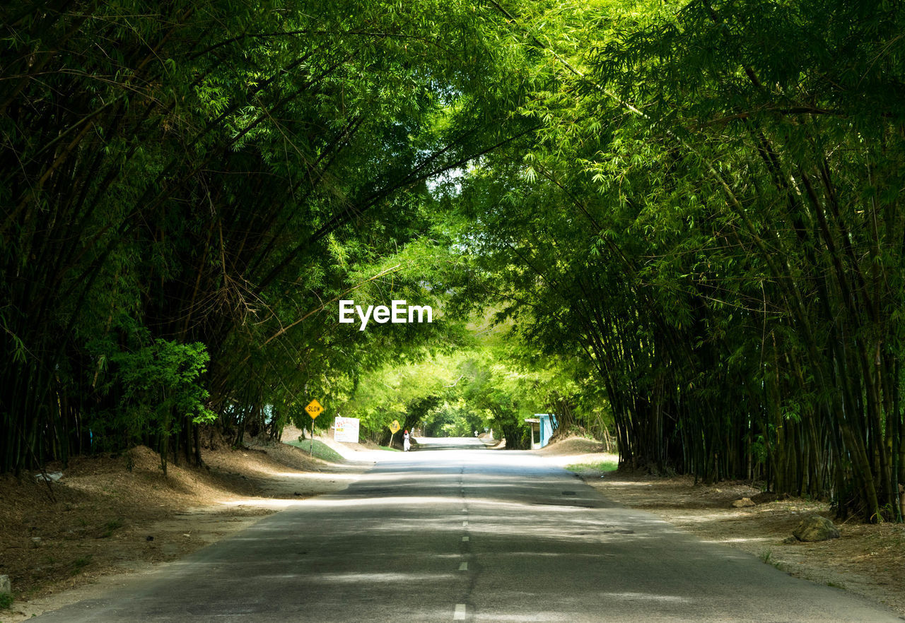 Empty road along trees