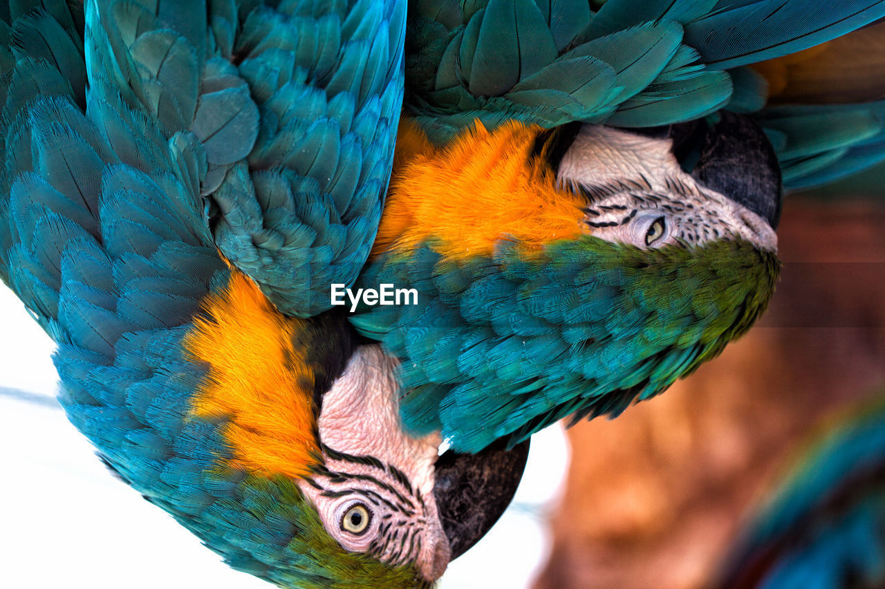 Close-up of gold and blue macaws
