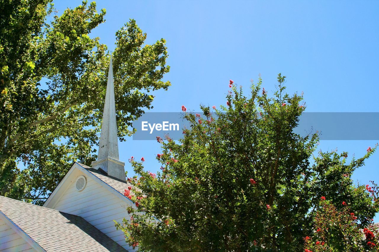 LOW ANGLE VIEW OF TREES AGAINST CLEAR BLUE SKY