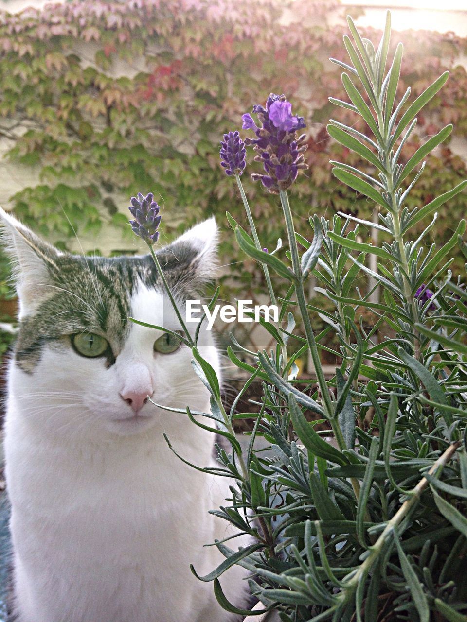 Cat beside wildflowers