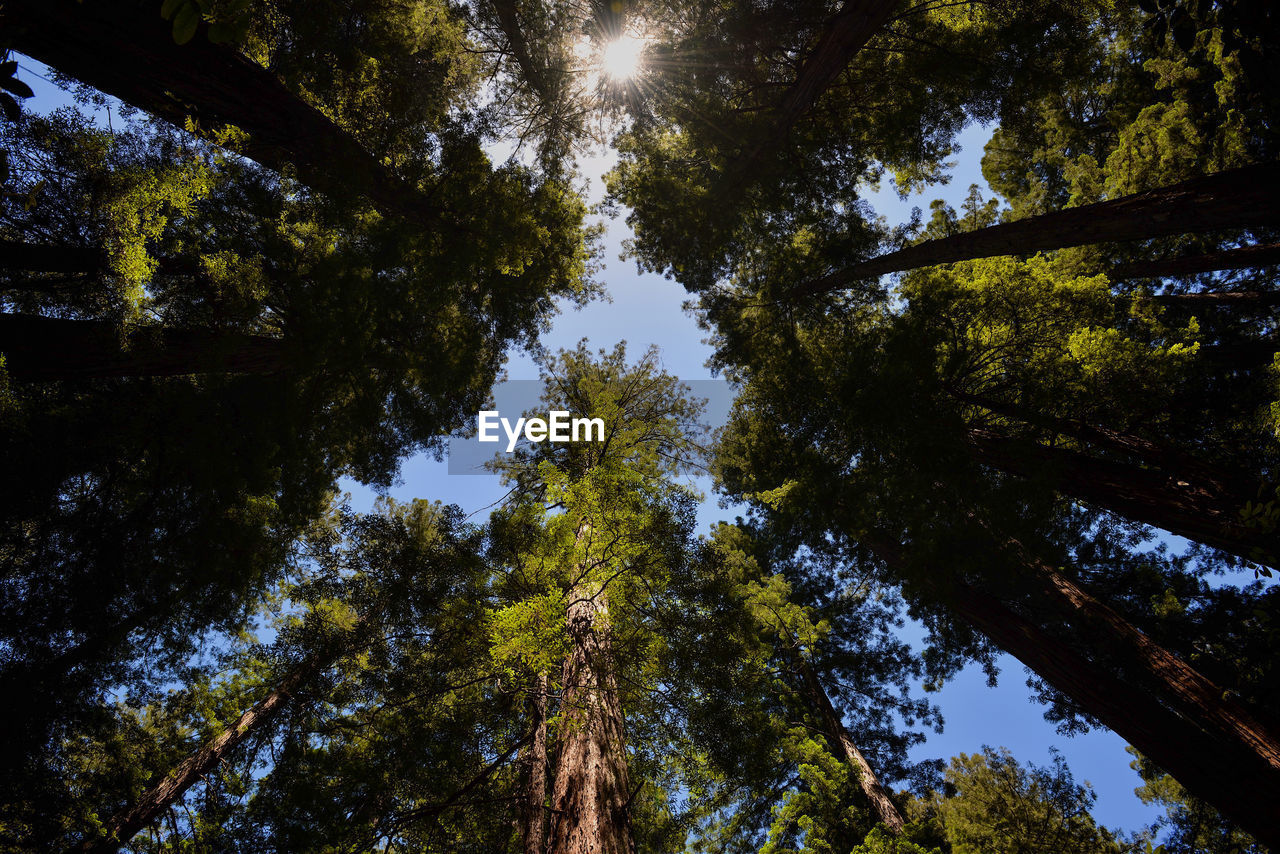 Low angle view of trees against sky