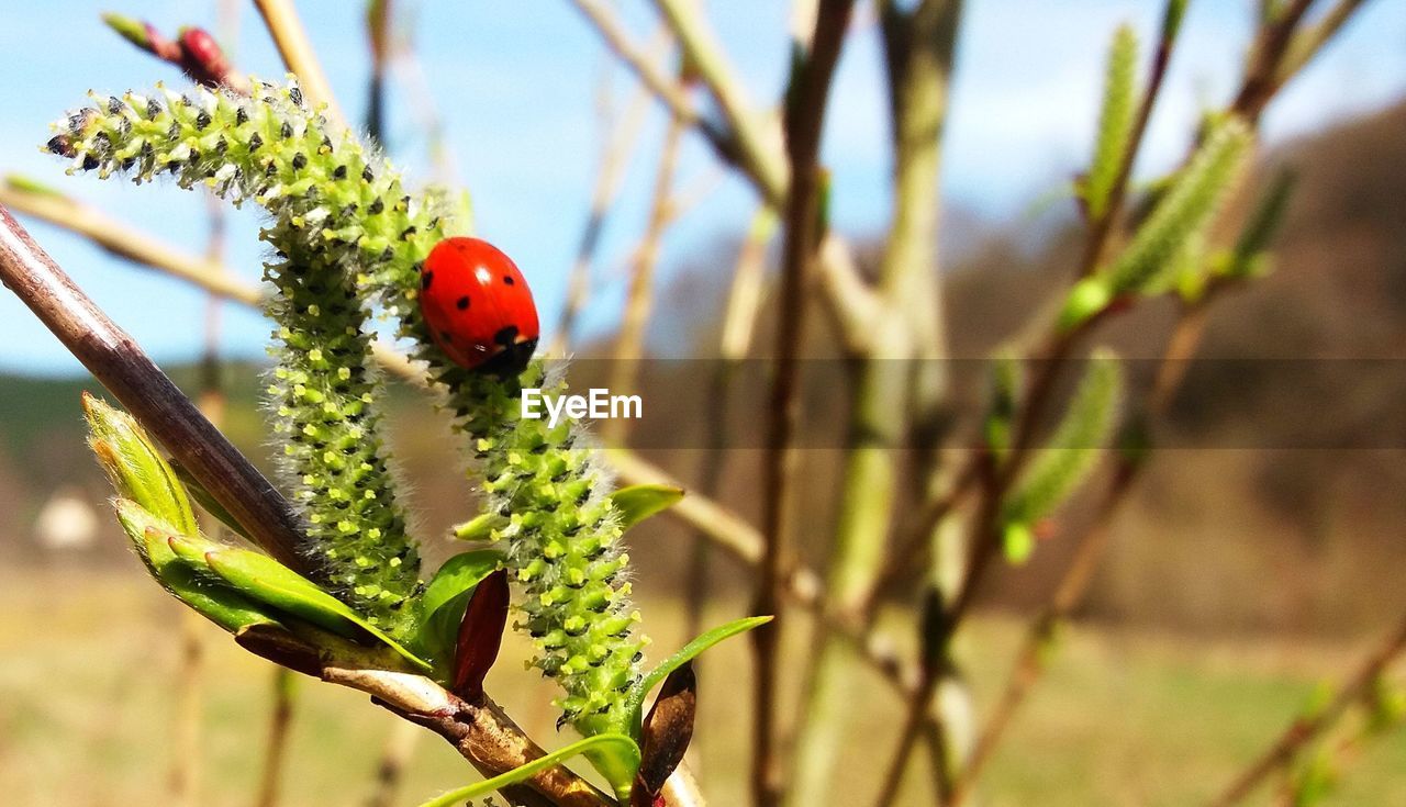 LADYBUG ON PLANT