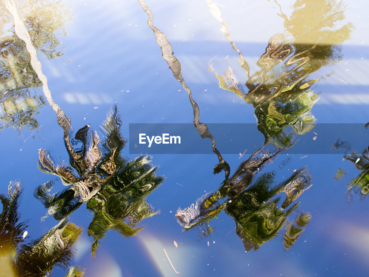 CLOSE-UP OF TURTLE SWIMMING IN WATER AGAINST SKY